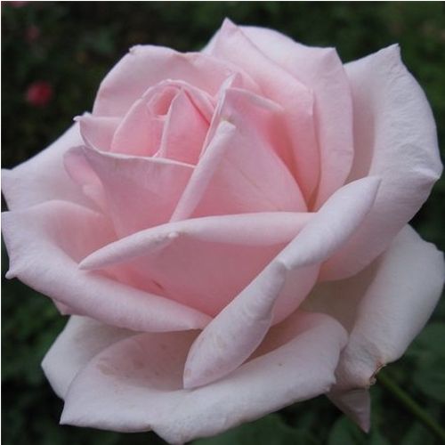 E-commerce, vendita, rose, in, vaso rose ibridi di tea - rosa - Rosa Königlicht Hoheit - rosa intensamente profumata - Herb Swim, O. L. Weeks - Perfetto come rosa recisa. Si presenta bene in aiuole e sui bordi.